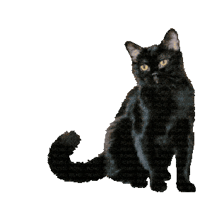 чёрный кот